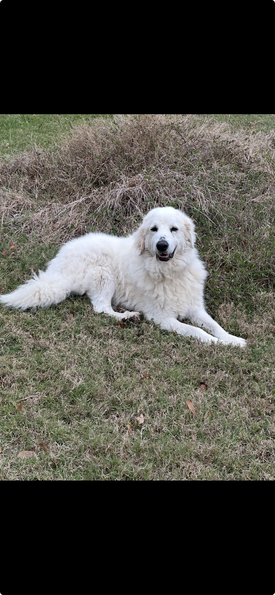 Kodiak